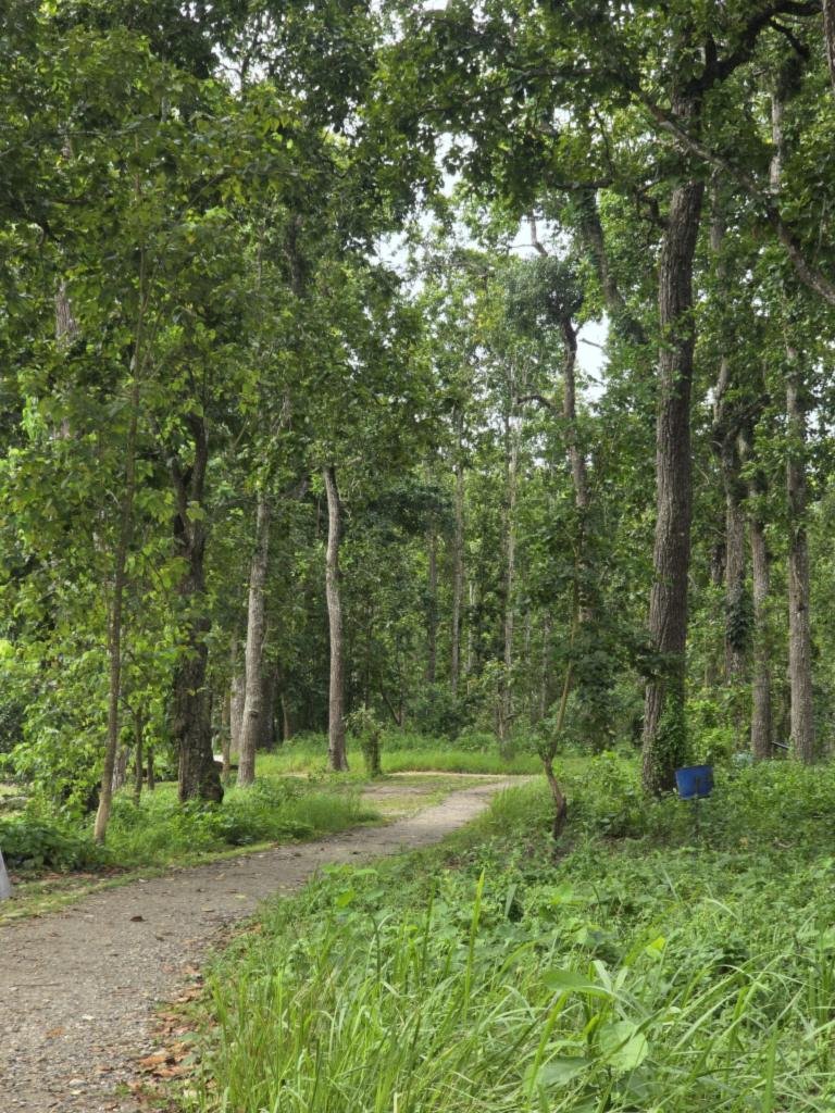 Understorey