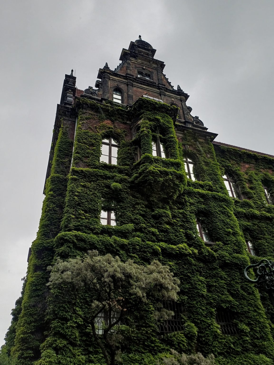 A historic facade covered in dense green ivy, with windows and a decorative roofline under a grey sky