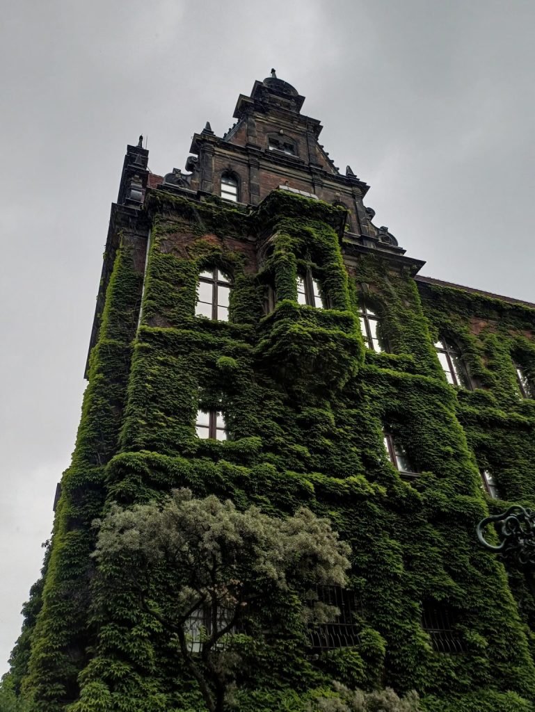 What the ivy leaves clear