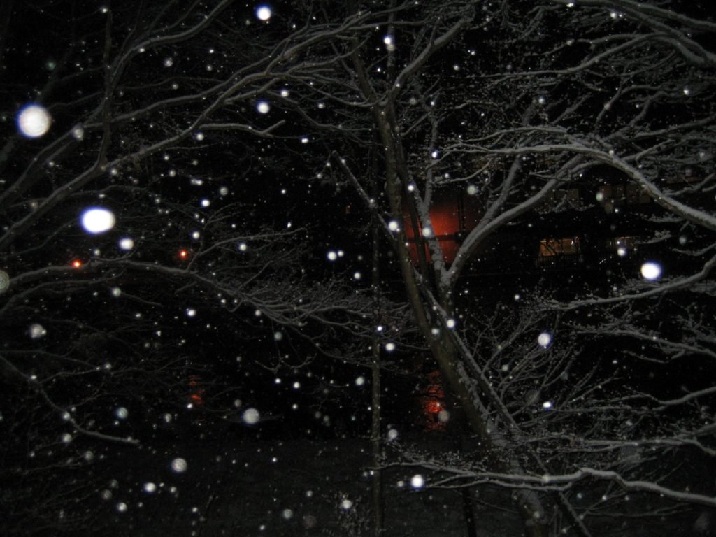 Snow Through Bare Branches