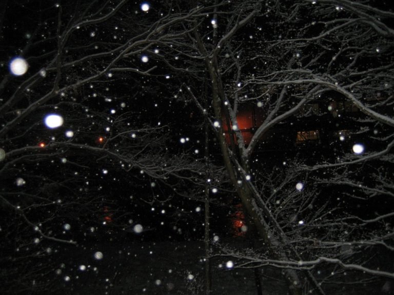 Snow Through Bare Branches