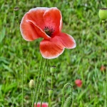 Two Poppies, Two Edges
