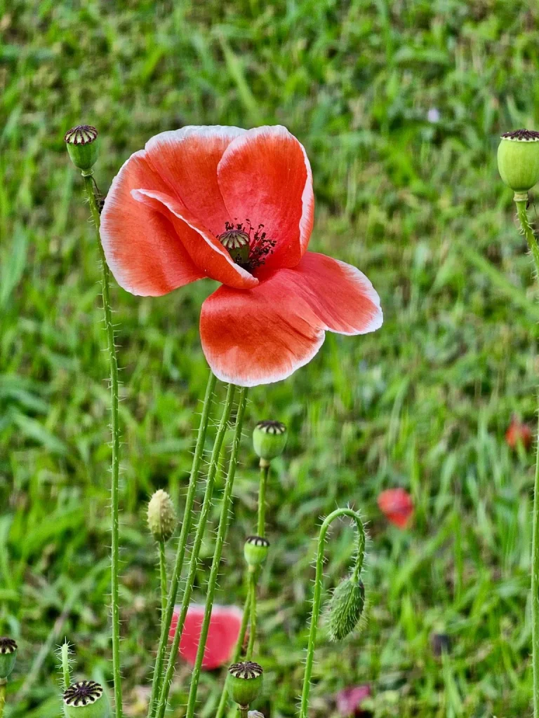 Two Poppies, Two Edges