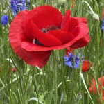 One Flower, One Hillside