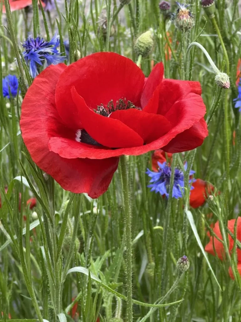 One Flower, One Hillside