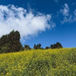 The Yellow Slope