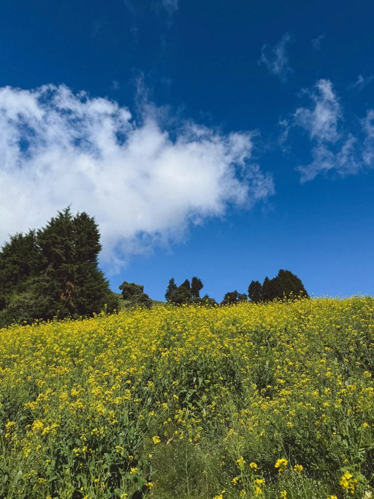 The Yellow Slope