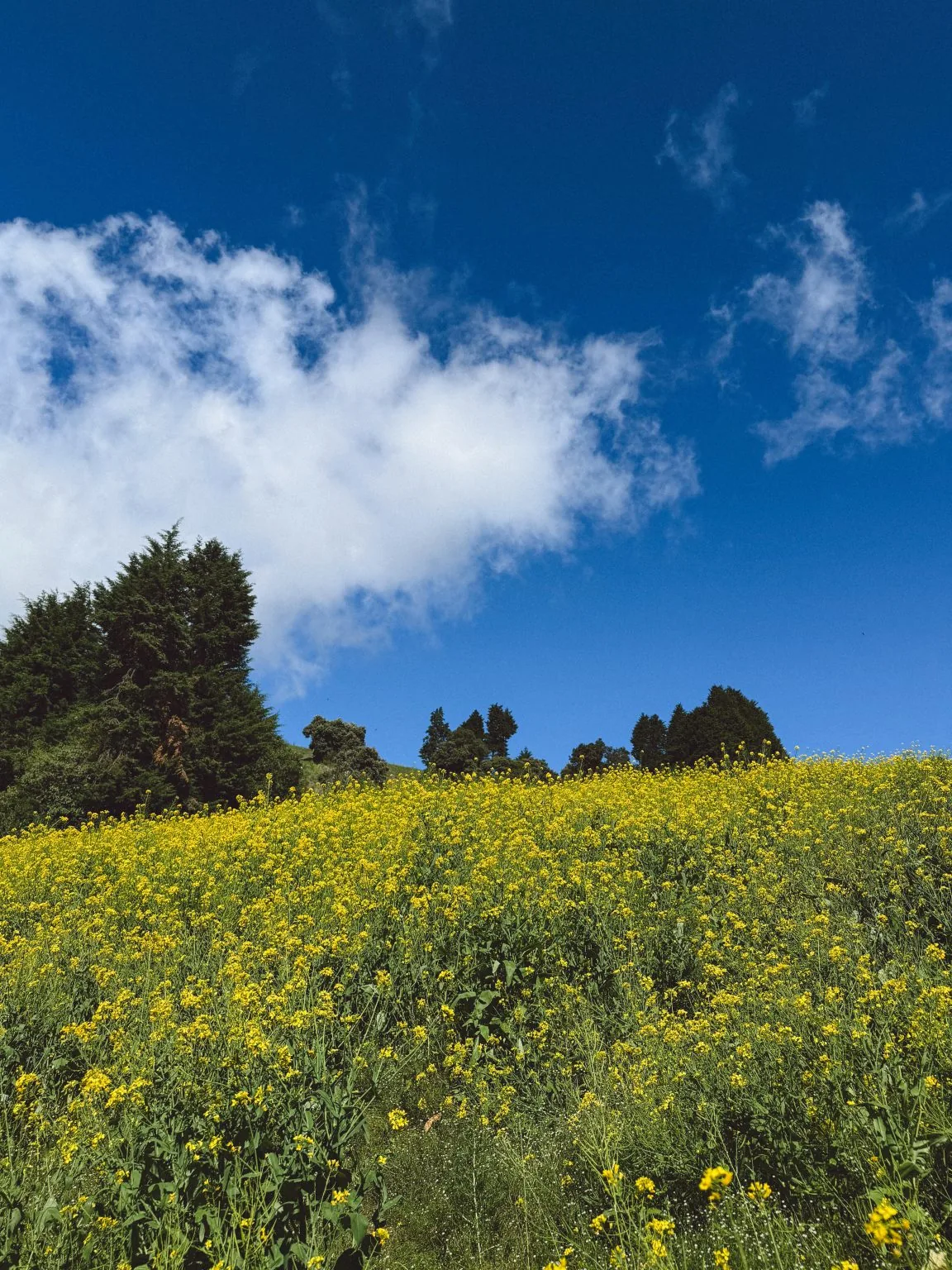 A hillside covered in small yellow flowers rises beneath trees and a blue sky.