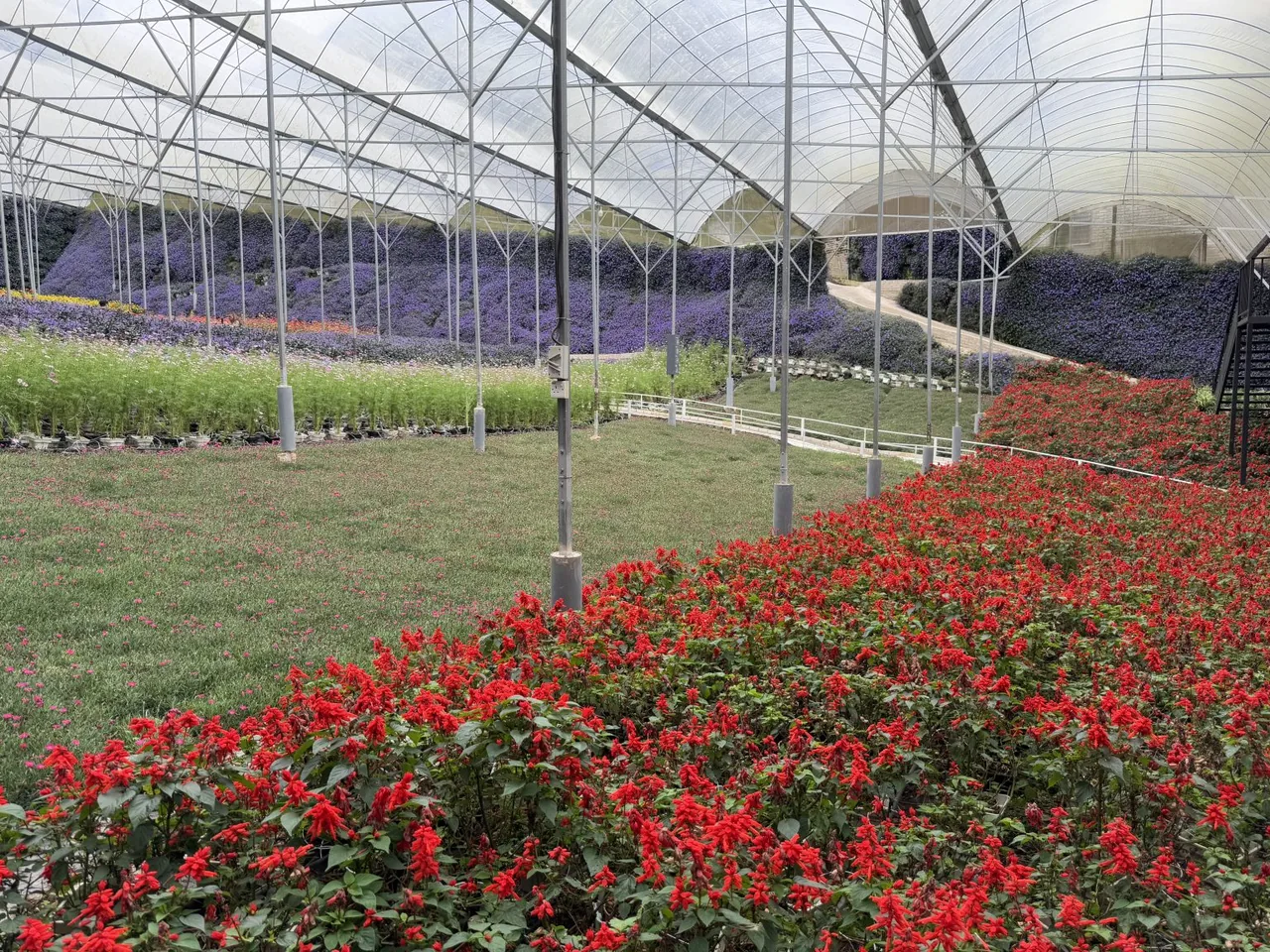Beds of red and purple flowers fill a large covered greenhouse.