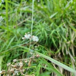 Seed Heads and Pods