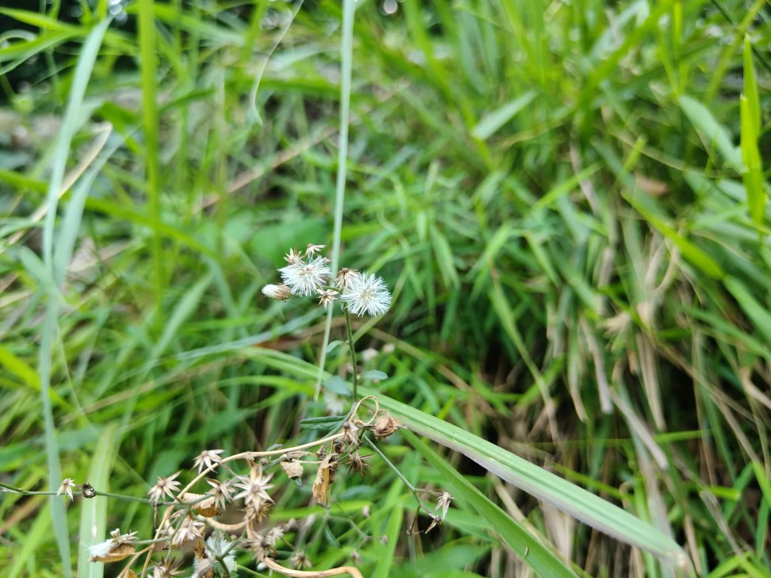 Small white seed heads stand among green grasses and dried stems.